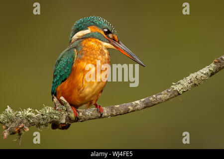 Eisvogel (Jungfrauenweibchen) - Guarda-rios (juvenil femea) - Alcedo atthis Stockfoto