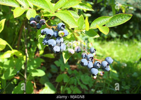 Reif hochbuschige Heidelbeeren am Strauch im Garten wächst Stockfoto