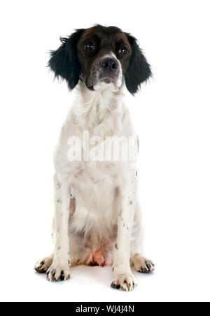 Porträt von einem Brittany Spaniel vor weißem Hintergrund Stockfoto