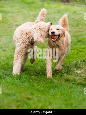 Zwei full-Size Hunde spielen holen den Ball zusammen Stockfoto