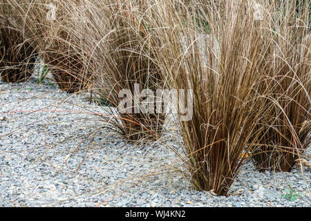 Leatherleaf Sedge, Carex buchananii 'Red Rooster' Grasklumpen Stockfoto