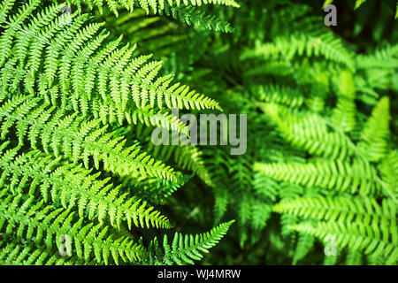 Natürliche farn Muster aus hellen grünen Farnblätter gemacht. Stockfoto