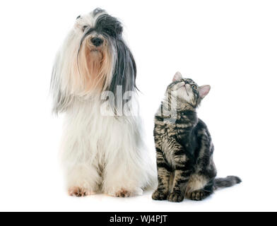 Tibet Terrier und Kätzchen vor weißem Hintergrund Stockfoto