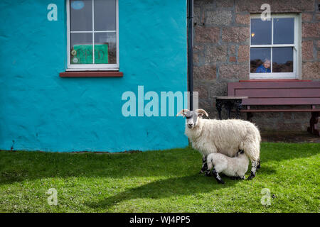 Schafe außerhalb einer Kneipe in mull Stockfoto