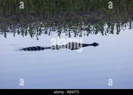 Salzwasser Krokodil schwimmen in Ruhe Marsh, Kakadu National Park, Australien Stockfoto