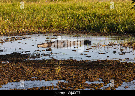 Salzwasser krokodil Sonnen in Marsh, Kakadu National Park, Australien Stockfoto