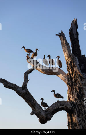 Vögel auf Zweigniederlassungen von toten Baum, Kakadu National Park, Australien Stockfoto