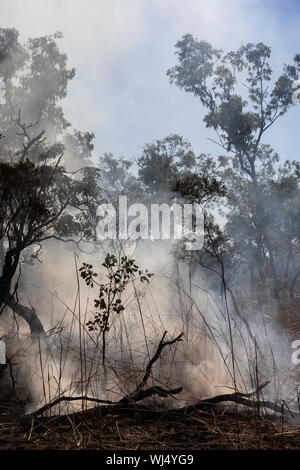 Rauch stieg von Schwelenden vorbeugende Patch brennen, Kakadu National Park, Australien Stockfoto