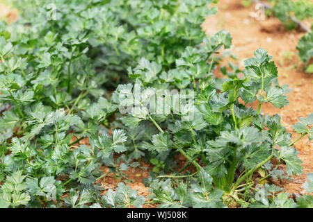 Pulsierende grüne organische Sellerie Pflanzen im Gemüsegarten wachsen Stockfoto