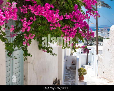 Grüne Zweige mit hellen Blüten hängen von der Wand des Weißen Hauses auf die Straße der Stadt auf der Insel Mykonos an einem sonnigen Tag in Griechenland Stockfoto