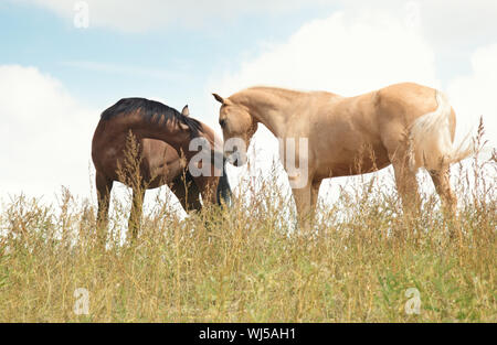 Zwei Pferde im Feld. Natürliche Farben und Licht Stockfoto