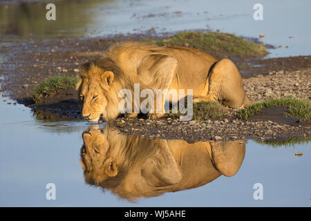 Afrikanischer Löwe (Panthera leo) Männer trinken bei Ndutu Fluss, Ngorongoro Conservation Area, südliche Serengeti, Tansania. Stockfoto