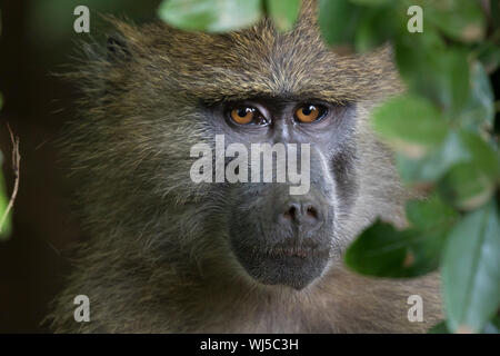 Yellow baboon (Papio cynocephalus) Lake Manyara National Park, Tansania. Stockfoto