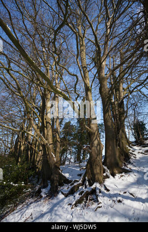 Buchen (Fagus sylvatica) mit Schnee entlang des Fußweges, Westmeston, South Downs National Park, East Sussex, Großbritannien Stockfoto