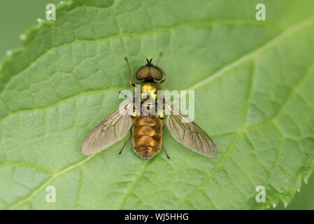 Breite Centurion oder Grüne Soldaten Fliegen (Chloromyia formosa) auf Garten Pflanze, West Sussex, Großbritannien Stockfoto