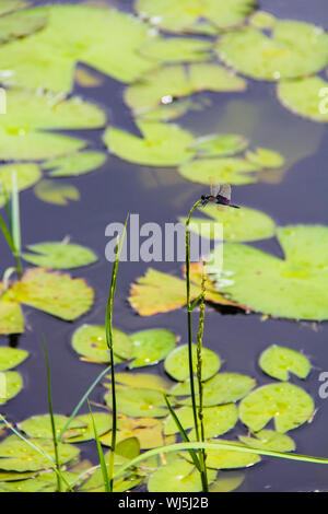Weiße Seerose auf dem kleinen See in Seyshelles Stockfoto