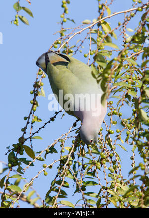 Rosa-necked grüne Taube Stockfoto