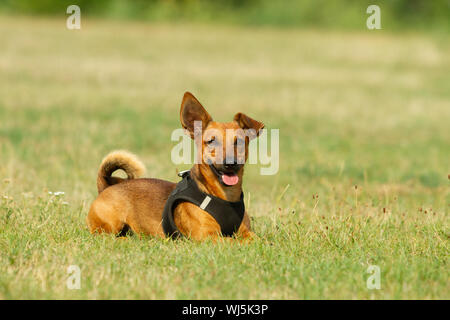 Niedliche Mischling Hund spielen auf einer Wiese. Alter von fast 2 Jahren. Parson Jack Russell - Deutscher Schäferhund - Chihuahua mix. Stockfoto