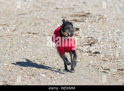 Lurcher Hund das Tragen der roten Mantel mit einem Stock. North Norfolk, Großbritannien. Stockfoto