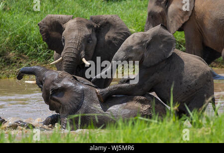 Afrikanischer Elefant (Loxodonta africana) Jugendliche spielen in Fluss, Tarangire Nationalpark, Tansania. Stockfoto