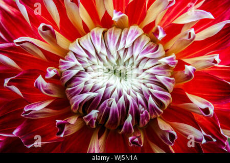 Rote Dahlia 'Akita', Detail Dahlia Nahaufnahme Blume Dahlia Schönheit Blütenblätter in der Mitte Stockfoto