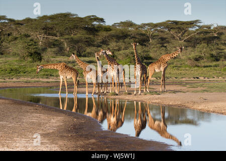 Masai Giraffe (Giraffa Camelopardalis tippelskirchii) trinken in Fluss-, Ndutu, Ngorongoro Conservation Area, südliche Serengeti, Tansania. Stockfoto