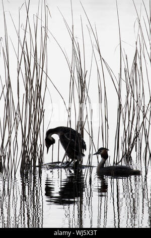 Großartig - Haubentaucher (Podiceps cristatus) Paar am Nest, Somerset, UK Crested Stockfoto