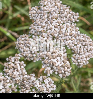 Schafgarbe Achillea millefolium / top mit entwickelten Blütenknospen (Juni). Auch Schafgarbe, das Werk wurde als Heilpflanze in pflanzliche Heilmittel verwendet. Stockfoto
