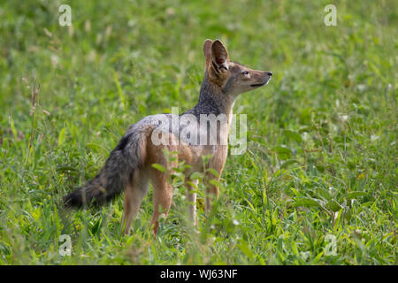 Black-backed Jackal (Canis mesomelas) riecht die Luft, Ndutu, Ngorongoro Conservation Area, südliche Serengeti, Tansania. Stockfoto