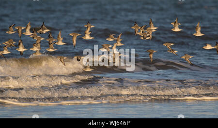 Knoten (Calidris Canutus) Herde im Flug entlang der Küstenlinie, Burnham Overy, Norfolk, Großbritannien. Januar Stockfoto