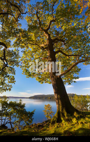 Englisch Eiche (Quercus robur) und Lake Windermere im Herbst, Lake District, Cumbria, UK. Oktober Stockfoto