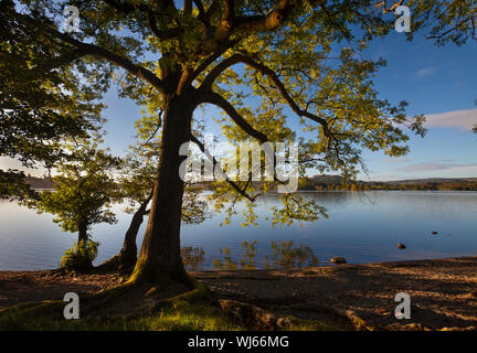 Englisch Eiche (Quercus robur) und Lake Windermere im Herbst, Lake District, Cumbria, UK. Oktober Stockfoto