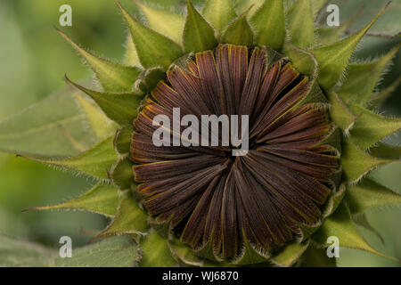 Nur um zu öffnen, den Ring Zungenblüten einer braunen Sonnenblume werden die wahren Blumen von Helianthus annulus offenbaren unter Stockfoto