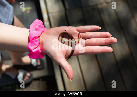 Ansicht schließen von einer Frau mit einem großen grün gefärbt Nightcrawler mit einem rosa scrunchie um Ihr Handgelenk. Stockfoto
