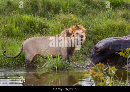 Afrikanischer Löwe (Panthera leo) alten männlichen Fütterung auf toten Hippo, Serengeti National Park, Tansania. Stockfoto