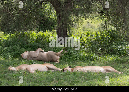 Afrikanischer Löwe (Panthera leo) Schlafen in den Schatten eines Baumes, Ndutu, Ngorongoro Conservation Area, südliche Serengeti, Tansania. Stockfoto