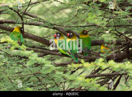 Gelb-collared lovebird oder Maskierte lovebird (Agapornis personatus) Tarangire Nationalpark, Tansania. Stockfoto