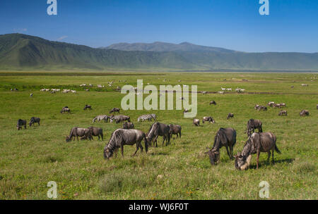 Streifengnu (connochaetes Taurinus) und Zebras (Equus quagga), Ngorongoro Krater, der südlichen Serengeti, Tansania. Stockfoto