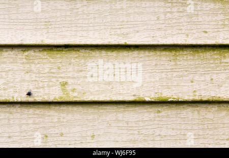 In der Nähe Sicht auf mehrere Reihen von beige Vinylabstellgleis mit einer großen Menge grüner Schimmel auf der Oberfläche. Stockfoto