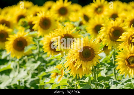 Feld mit Sonnenblumen an einem sonnigen Sommertag in Minnesota im Spätsommer Stockfoto