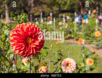 Die Leute, die eine dahlie Anzeige Garten im Halifax Public Gardens, Nova Scotia, Kanada. Stockfoto