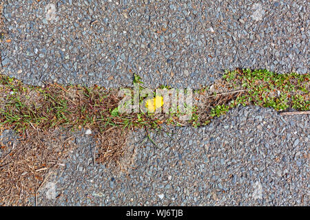 Zwei Löwenzahn in voller Blüte inmitten eines Risses im Asphalt einer alten Straße im späten Frühjahr. Stockfoto