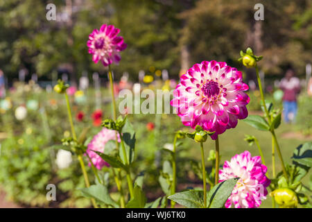 Die Leute, die eine dahlie Anzeige Garten im Halifax Public Gardens, Nova Scotia, Kanada. Stockfoto