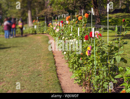 Die Leute, die eine dahlie Anzeige Garten im Halifax Public Gardens, Nova Scotia, Kanada. Stockfoto