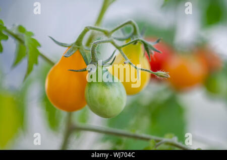 Kleine Cherry Tomaten Pflanzen im Topf auf dem Balkon Stockfoto