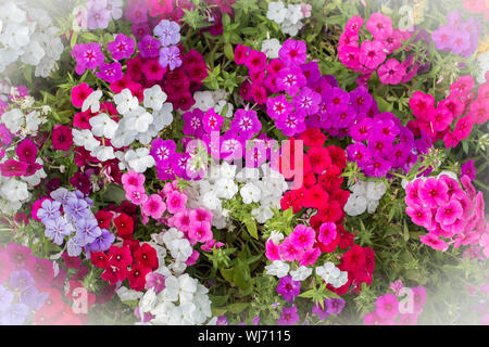 Schöne bunte Blumen mit einem kleinen weißen Vignette. Die Blüten sind Stiefmütterchen. Abstrakte Farbe Hintergrund der Blumen. Stockfoto
