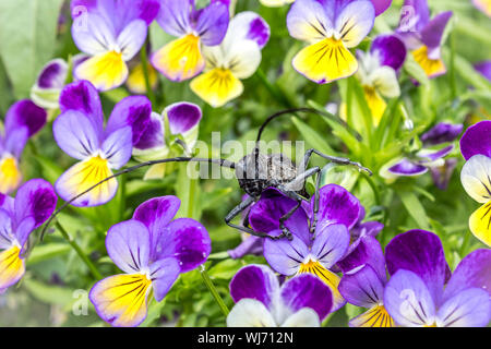 Ein Käfer mit einem Schnurrbart sitzt auf einem Knospe. Tolles kleines Bug mit einem Schnurrbart in Nahaufnahme. Insekt auf Blume. Stockfoto