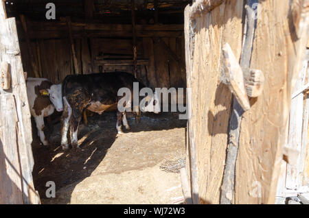 BOLU, Türkei - 11 August, 2019: Schwarz, braune und weiße Kühe in einem hölzernen Scheune in einem Dorf. Stockfoto