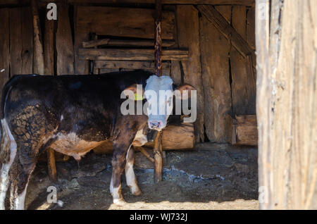 BOLU, Türkei - 11 August, 2019: Schwarze und Weiße männliche Kühe in einem hölzernen Scheune in einem Dorf. Stockfoto