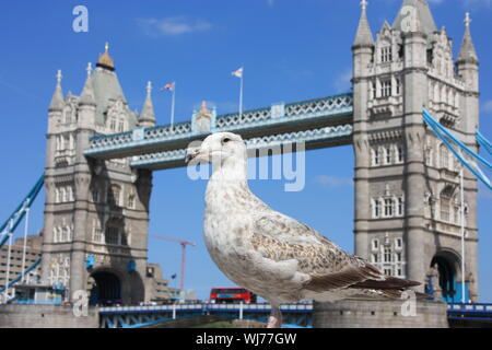 Selektiver Fokus auf einem englischen Möwe. Im Hintergrund die alten Tower von London in Großbritannien Stockfoto